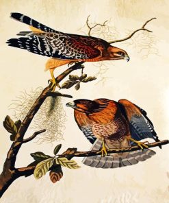 Red Shouldered Shawk By James Audubon paint by numbers