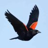 Red Winged Blackbird paint by numbers