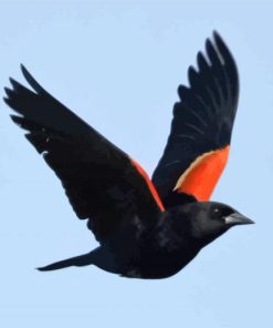 Red Winged Blackbird paint by numbers