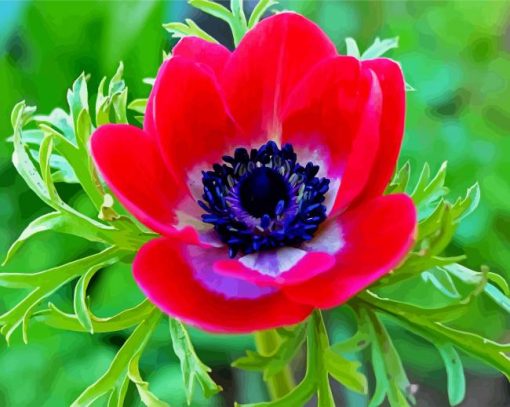 Red Anemones paint by numbers