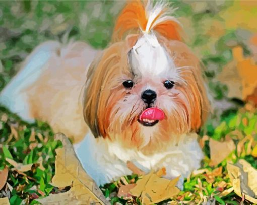 Shih Tzu Dog Animal paint by numbers