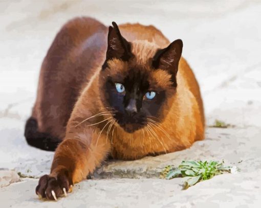 Siamese Cat Pet paint by number