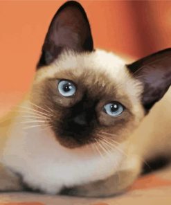 Siamese Kitty paint by number