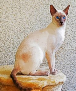 Siamese With Blue Eyes paint by number