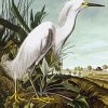 Snowy Heron By John James Audubon paint by number