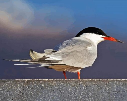 Sternidae Tern Bird paint by numbers