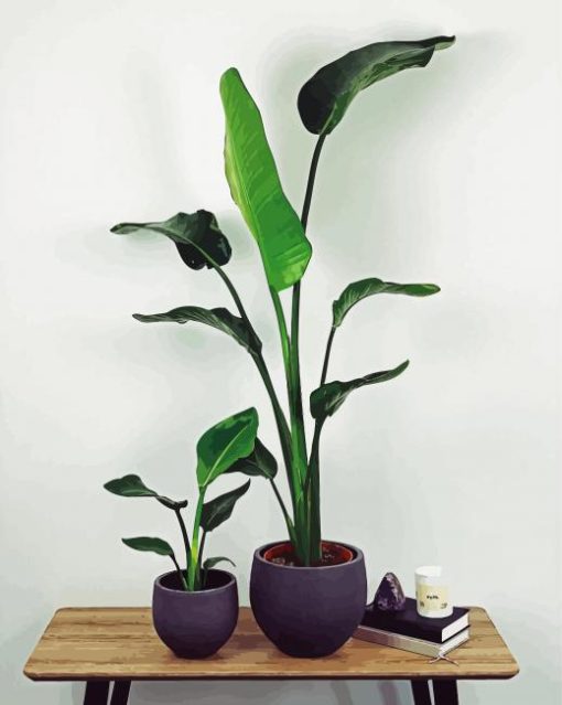 Strelitzia Plantpots paint by numbers