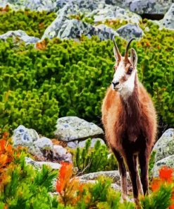 Tatra Chamois paint by numbers