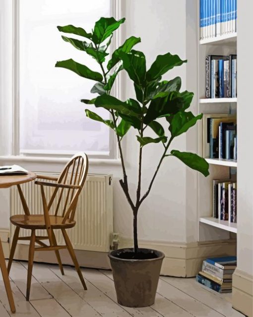 The Fiddle Leaf Fig Plant paint by number