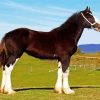 The Shire Horse Animal paint by number