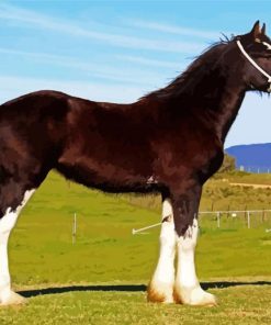 The Shire Horse Animal paint by number