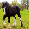 The Shire Horse paint by number