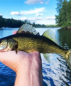 The Walleye Fish paint by numbers