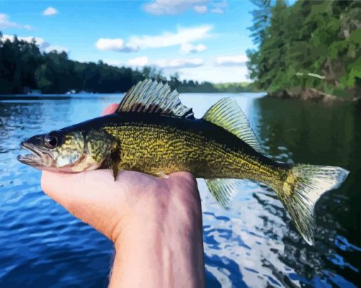 The Walleye Fish paint by numbers