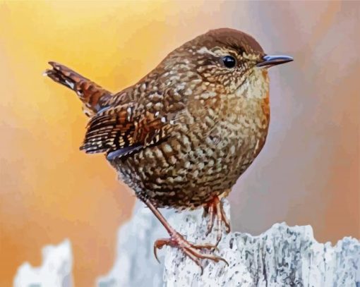 The Wren Bird paint by numbers