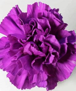 Violet Carnation paint by number