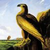 Washington Sea Eagle By John James Audubon paint by number