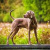 Weimaraner Dog paint by number