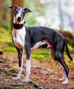 Whippet Puppy paint by number