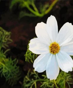 White Cosmos Flower paint by number