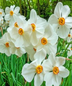 White Daffodils paint by number