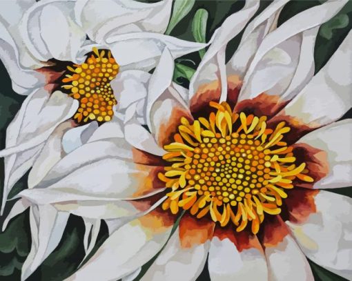 White Gazania paint by number