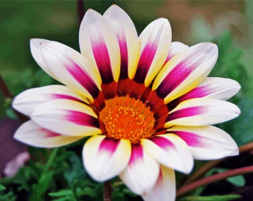 White Purple Gazania paint by number