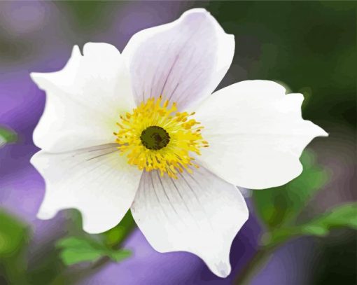 White Anemones paint by numbers