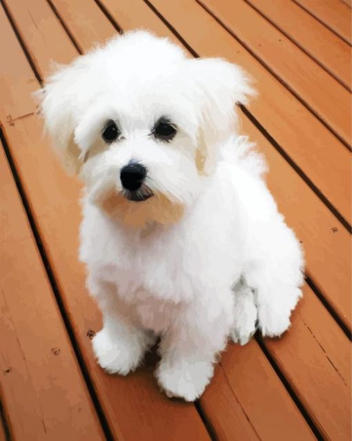 White Bichon Frise paint by number