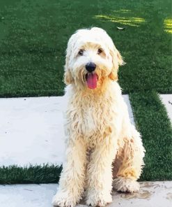 White Labradoodle Dog paint by numbers