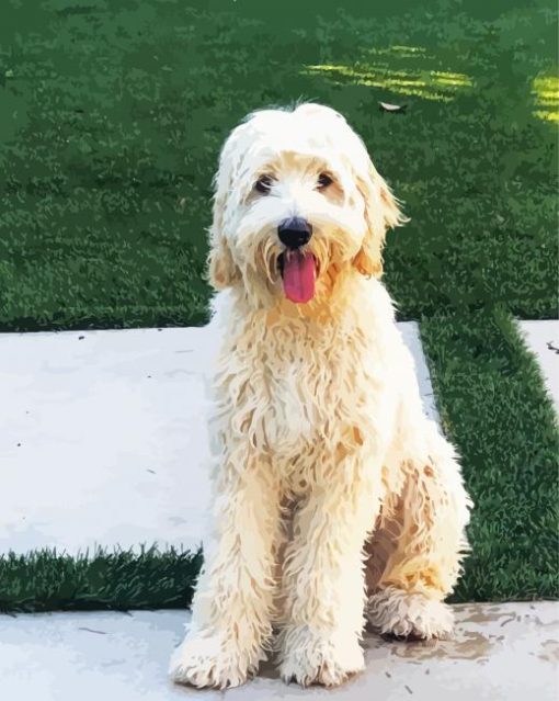 White Labradoodle Dog paint by numbers