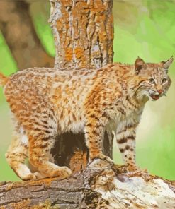 Wild Bobcat paint by numbers