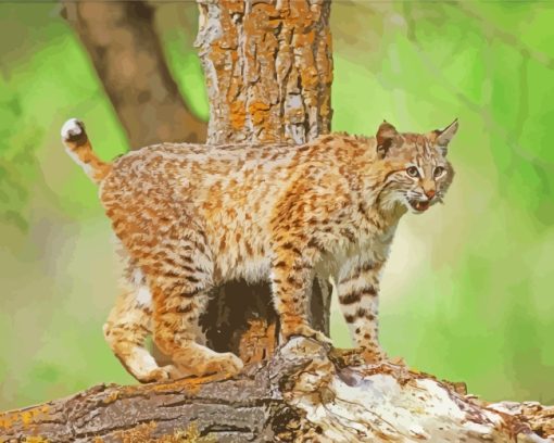 Wild Bobcat paint by numbers