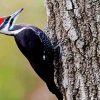 Woodpecker Bird paint by numbers