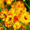 Yellow Cosmos Flowers paint by numbers