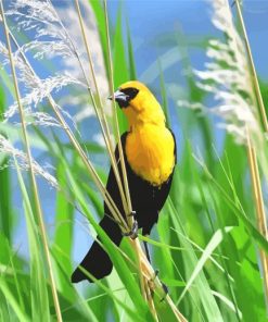 Yellow Headed Blackbird paint by numbers