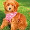 Aesthetic Cavapoo paint by numbers