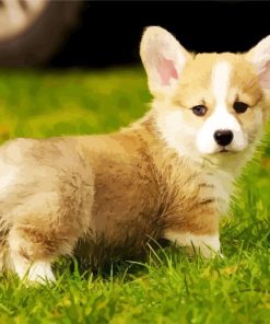 Adorable Corgis Pet paint by numbers