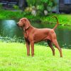 Aesthetic Brown Coonhound paint by number