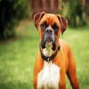 Aesthetic Boxer Dog paint by number