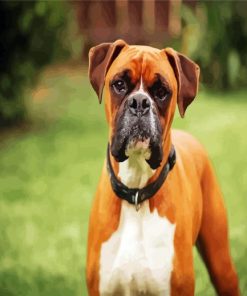 Aesthetic Boxer Dog paint by number