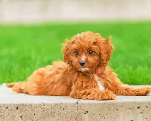 Aesthetic Cavapoo paint by numbers