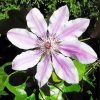 Aesthetic Clematis paint by number