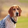 Aesthetic Coonhound Dog paint by number