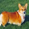 Aesthetic Corgis Dog paint by numbers