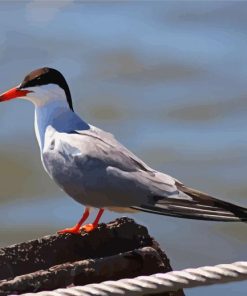 Aesthetic Sternidae Tern Bird paint by number