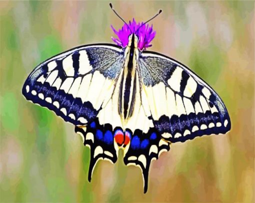 Aesthetic Swallowtail paint by number