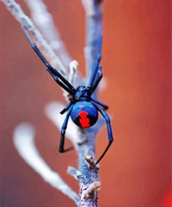 Aesthetic Black Window Spider paint by number