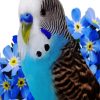 Aesthetic Blue Budgerigar paint by numbers