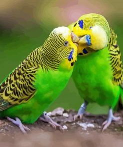 Aesthetic Budgerigars paint by numbers